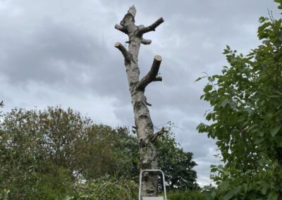 davis all aspects landing scaping new 9